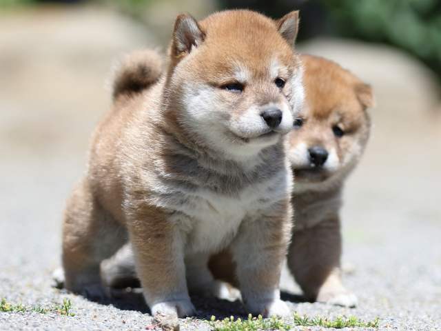 FP5A3454-puppy FP5A3454-puppy