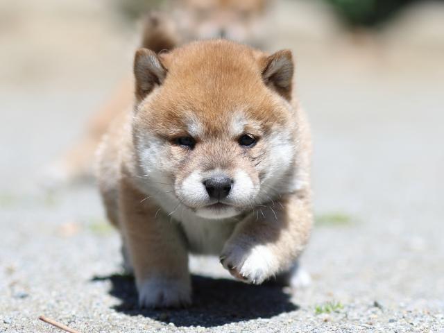 FP5A3466-puppy FP5A3466-puppy