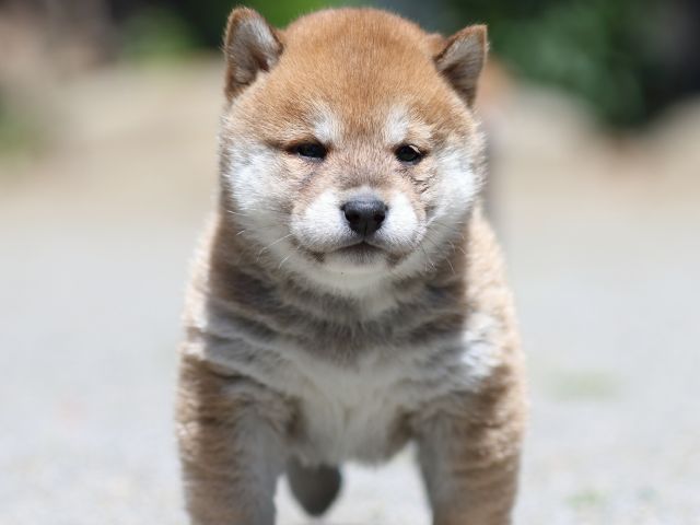 FP5A3472-puppy FP5A3472-puppy