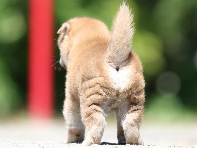 FP5A3534-puppy FP5A3534-puppy