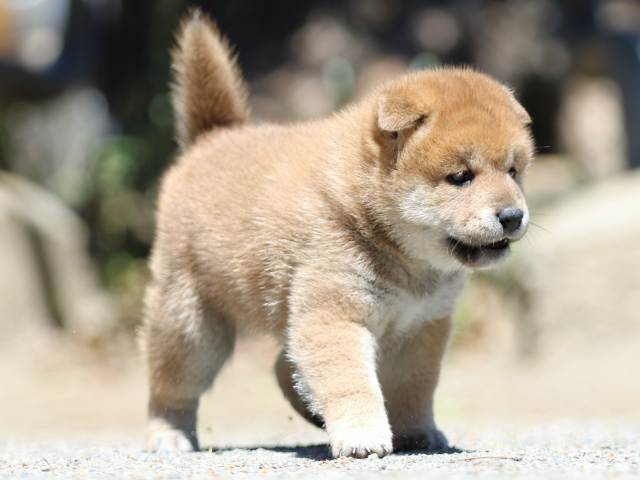 FP5A3549-puppy FP5A3549-puppy
