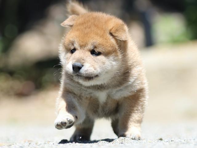 FP5A3560-puppy FP5A3560-puppy