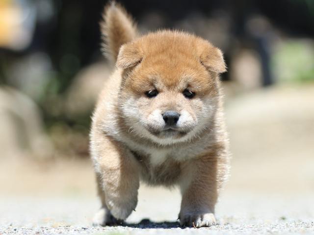 FP5A3562-puppy FP5A3562-puppy