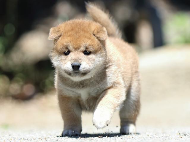 FP5A3588-puppy FP5A3588-puppy