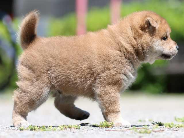 FP5A3605-puppy FP5A3605-puppy