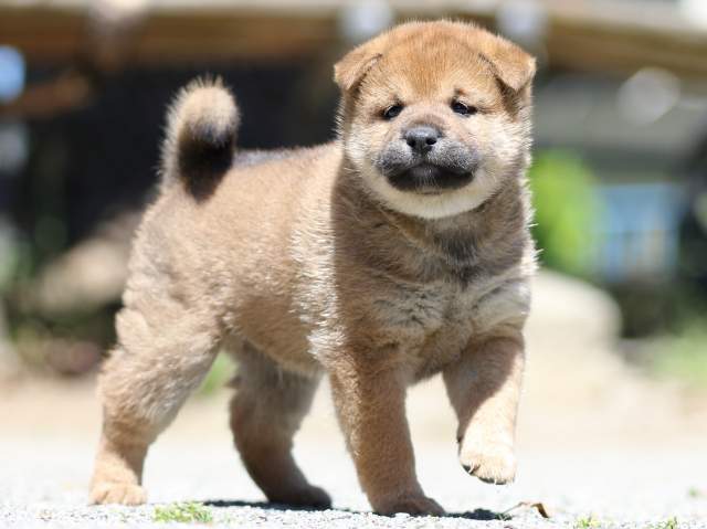 FP5A3667-puppy FP5A3667-puppy