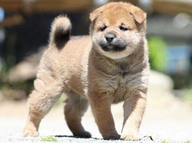 FP5A3668-puppy FP5A3668-puppy