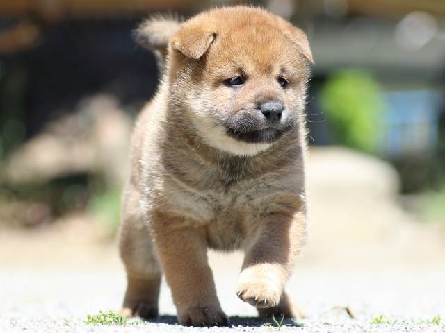 FP5A3677-puppy FP5A3677-puppy