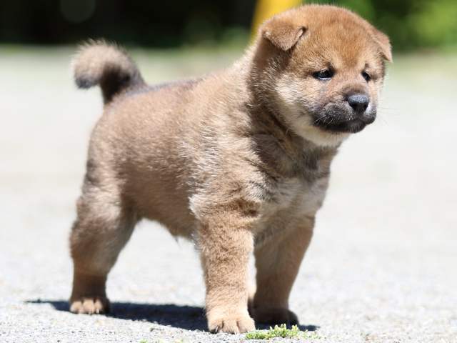 FP5A3738-puppy FP5A3738-puppy