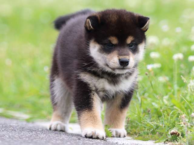 FP5A4782-puppy FP5A4782-puppy