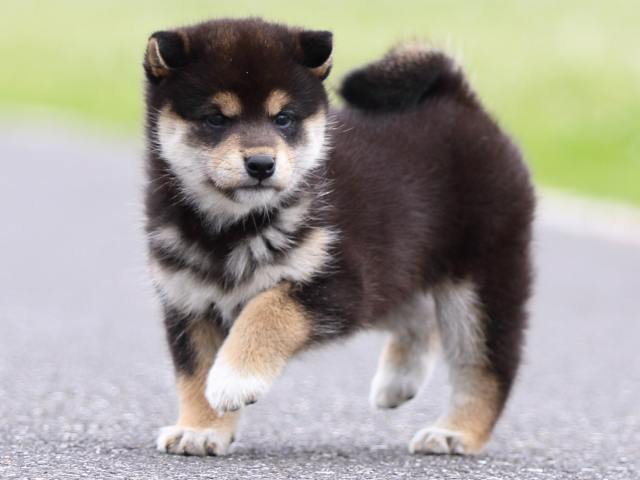 FP5A4796-puppy FP5A4796-puppy