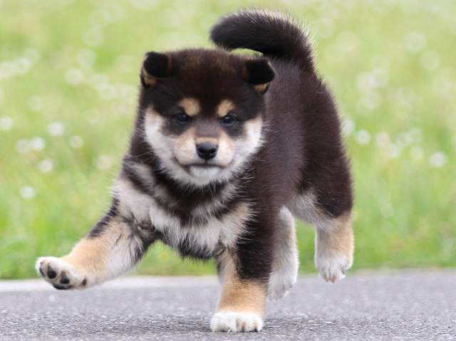 FP5A4843-puppy FP5A4843-puppy