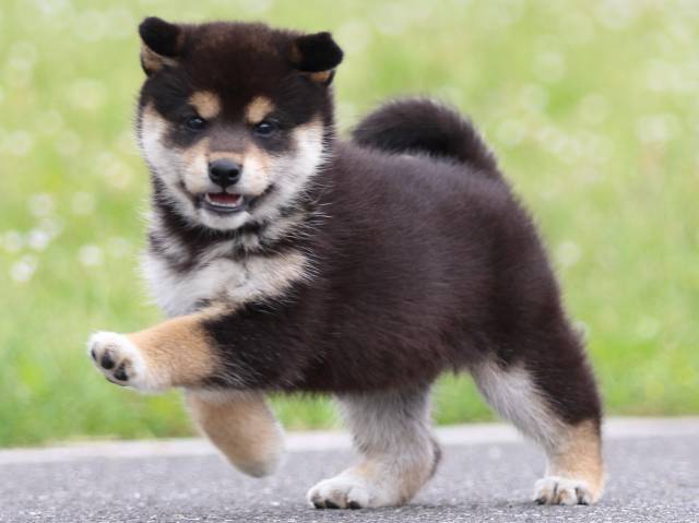 FP5A4845-puppy FP5A4845-puppy