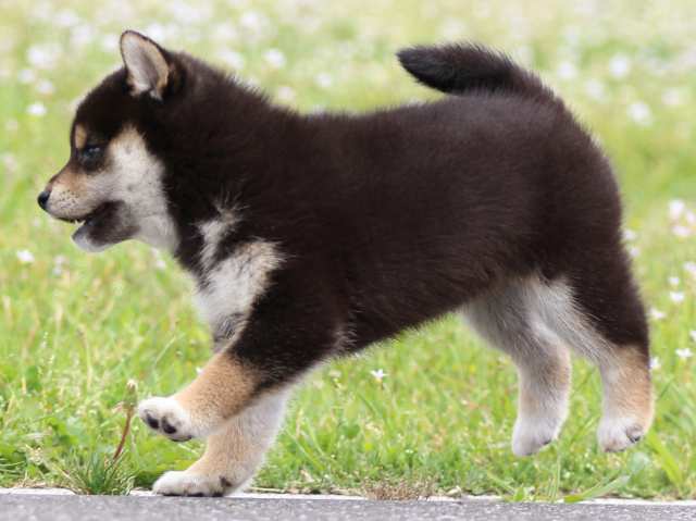 FP5A4851-puppy FP5A4851-puppy