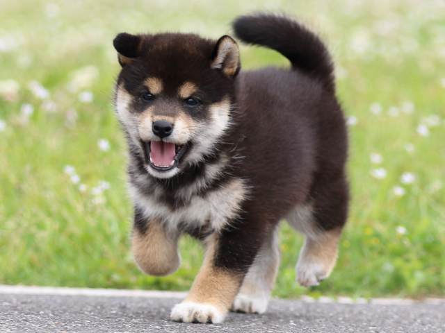 FP5A4857-puppy FP5A4857-puppy