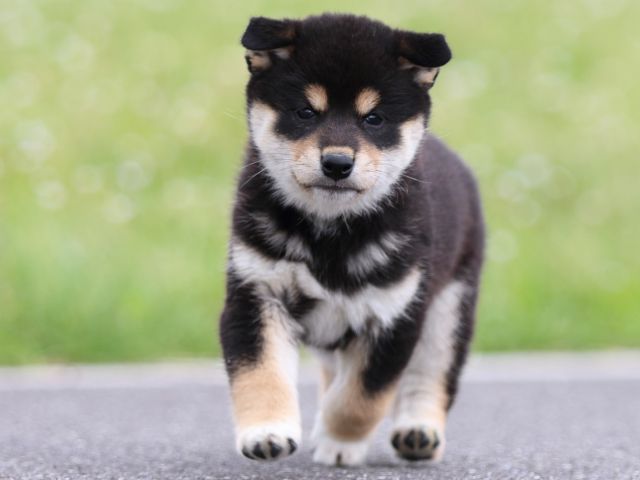 FP5A4871-puppy FP5A4871-puppy