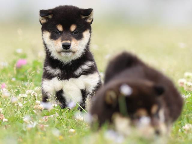 FP5A4965-puppy FP5A4965-puppy