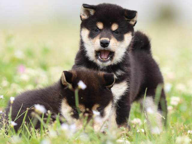 FP5A4968-puppy FP5A4968-puppy