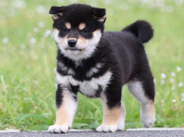 FP5A5038-puppy FP5A5038-puppy