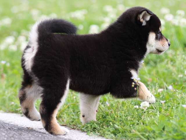 FP5A5084-puppy FP5A5084-puppy