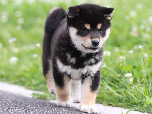 FP5A5090-puppy FP5A5090-puppy