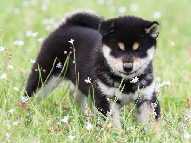 FP5A5452-puppy FP5A5452-puppy