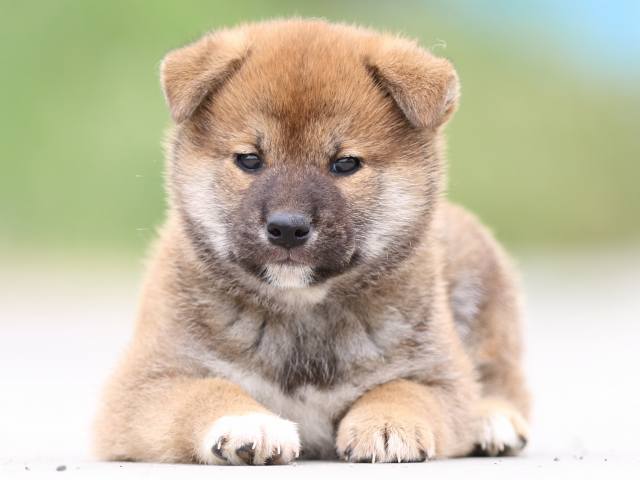 FP5A5481-puppy FP5A5481-puppy