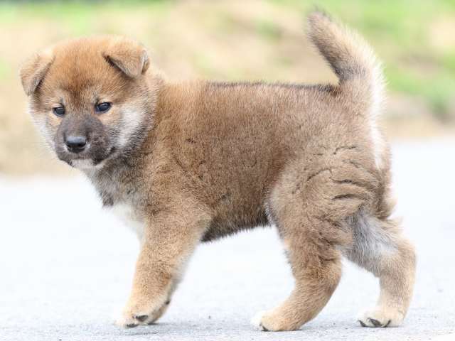 FP5A5546-puppy FP5A5546-puppy