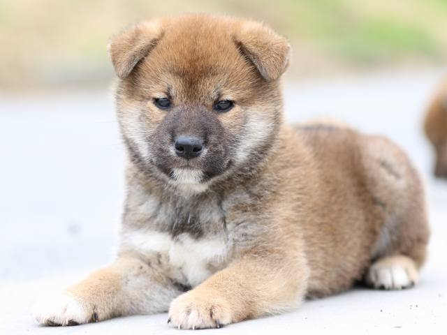 FP5A5565-puppy FP5A5565-puppy
