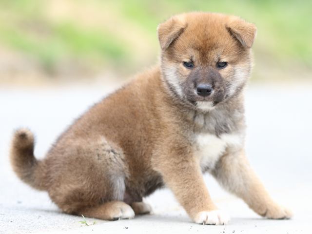 FP5A5574-puppy FP5A5574-puppy