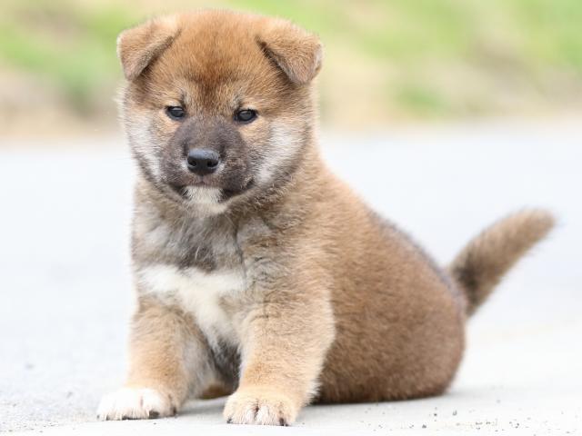 FP5A5575-puppy FP5A5575-puppy