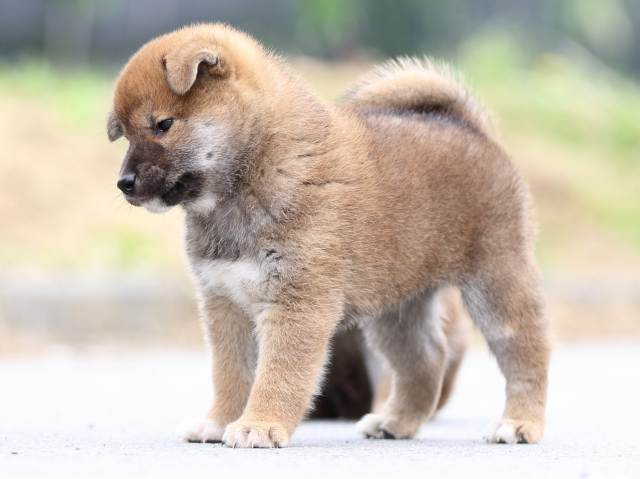 FP5A5783-puppy FP5A5783-puppy
