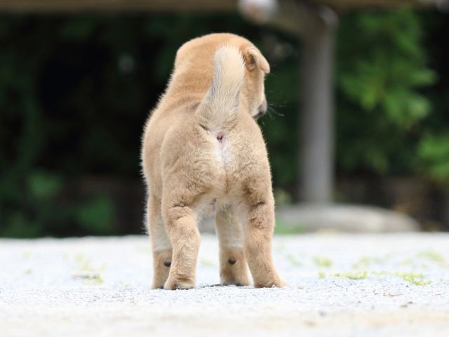 FP5A5935-puppy FP5A5935-puppy