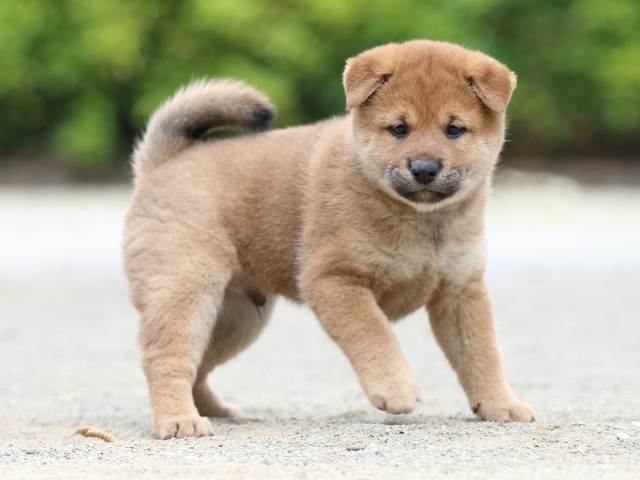 FP5A6053-puppy FP5A6053-puppy