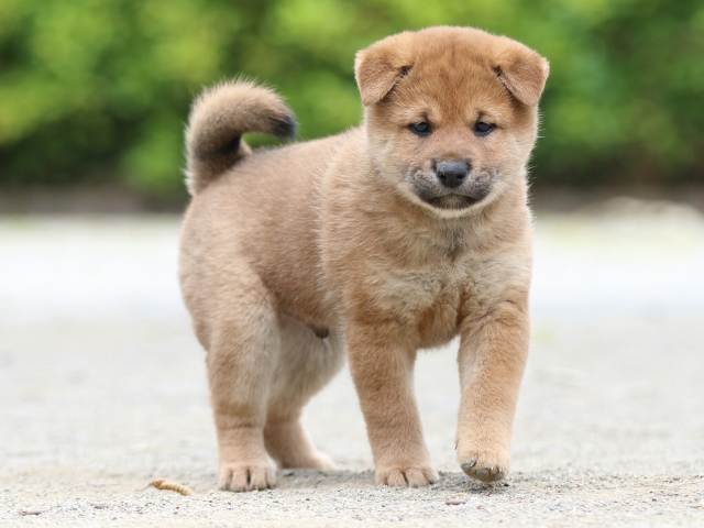 FP5A6056-puppy FP5A6056-puppy