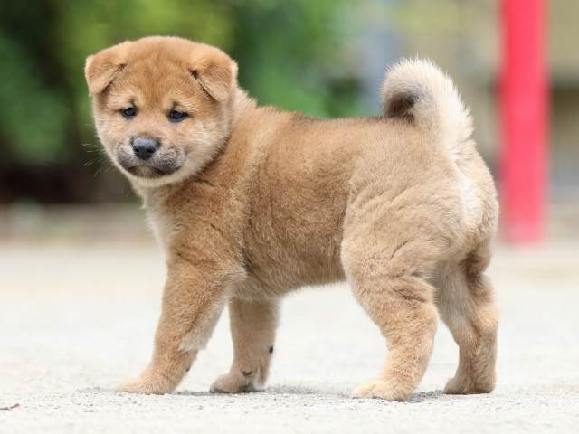 FP5A6086-puppy FP5A6086-puppy