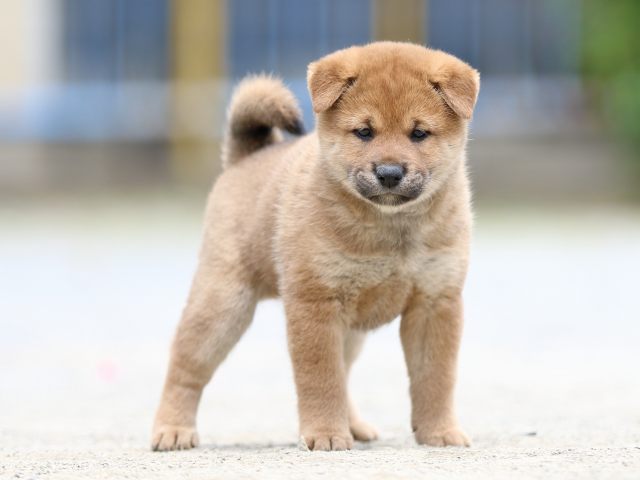 FP5A6131-puppy FP5A6131-puppy
