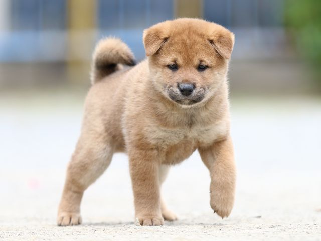 FP5A6132-puppy FP5A6132-puppy