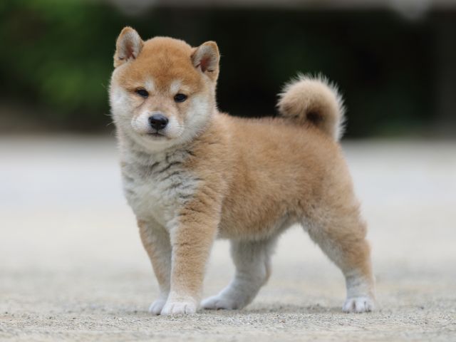 FP5A6386-puppy FP5A6386-puppy