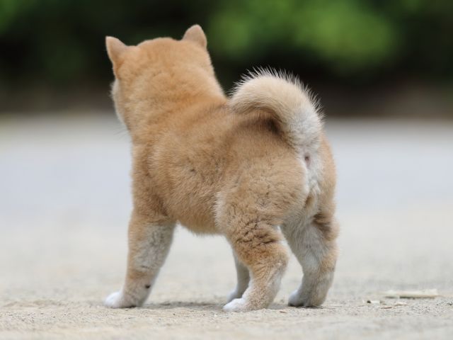 FP5A6399-puppy FP5A6399-puppy