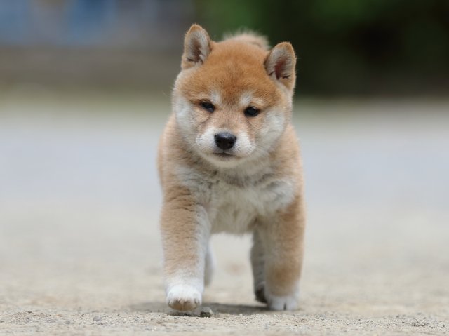 FP5A6410-puppy FP5A6410-puppy