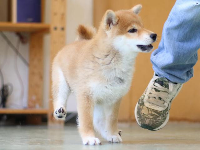 FP5A6511-puppy FP5A6511-puppy
