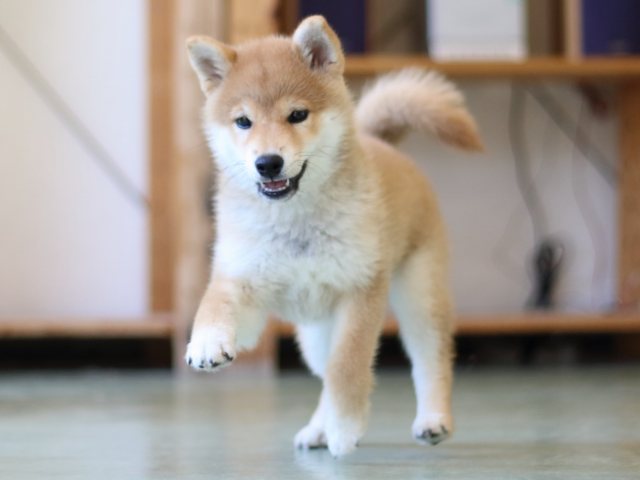 FP5A6544-puppy FP5A6544-puppy