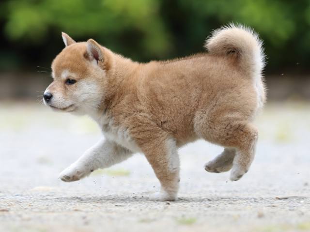 FP5A6562-puppy FP5A6562-puppy