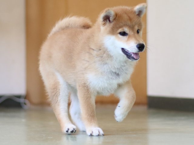 FP5A6572-puppy FP5A6572-puppy