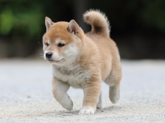 FP5A6572-puppy FP5A6572-puppy