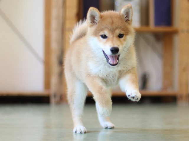 FP5A6590-puppy FP5A6590-puppy