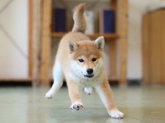 FP5A6591-puppy FP5A6591-puppy