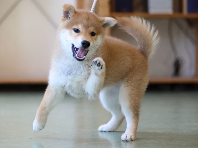 FP5A6644-puppy FP5A6644-puppy