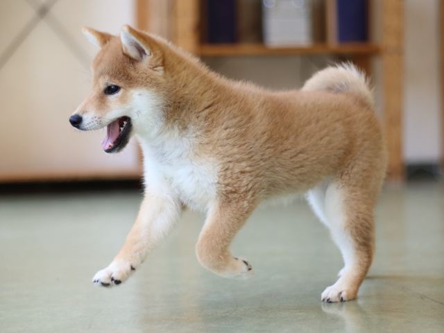 FP5A6665-puppy FP5A6665-puppy